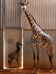 Phoenix Zoo's new baby giraffe is cared for by her