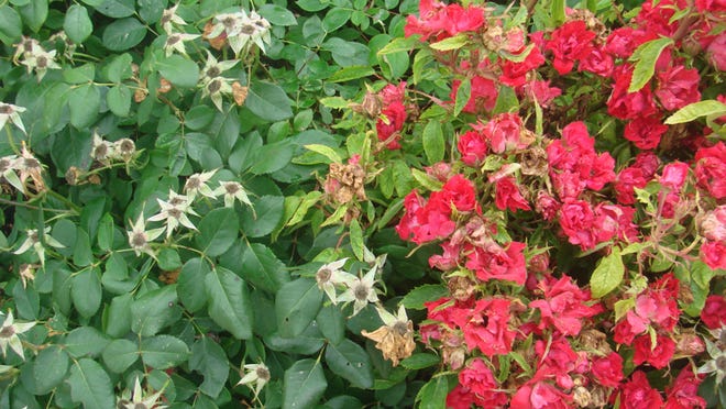 On the right, healthy Knock Out roses, compared to a sick plant hit by Rose Rosette Disease.