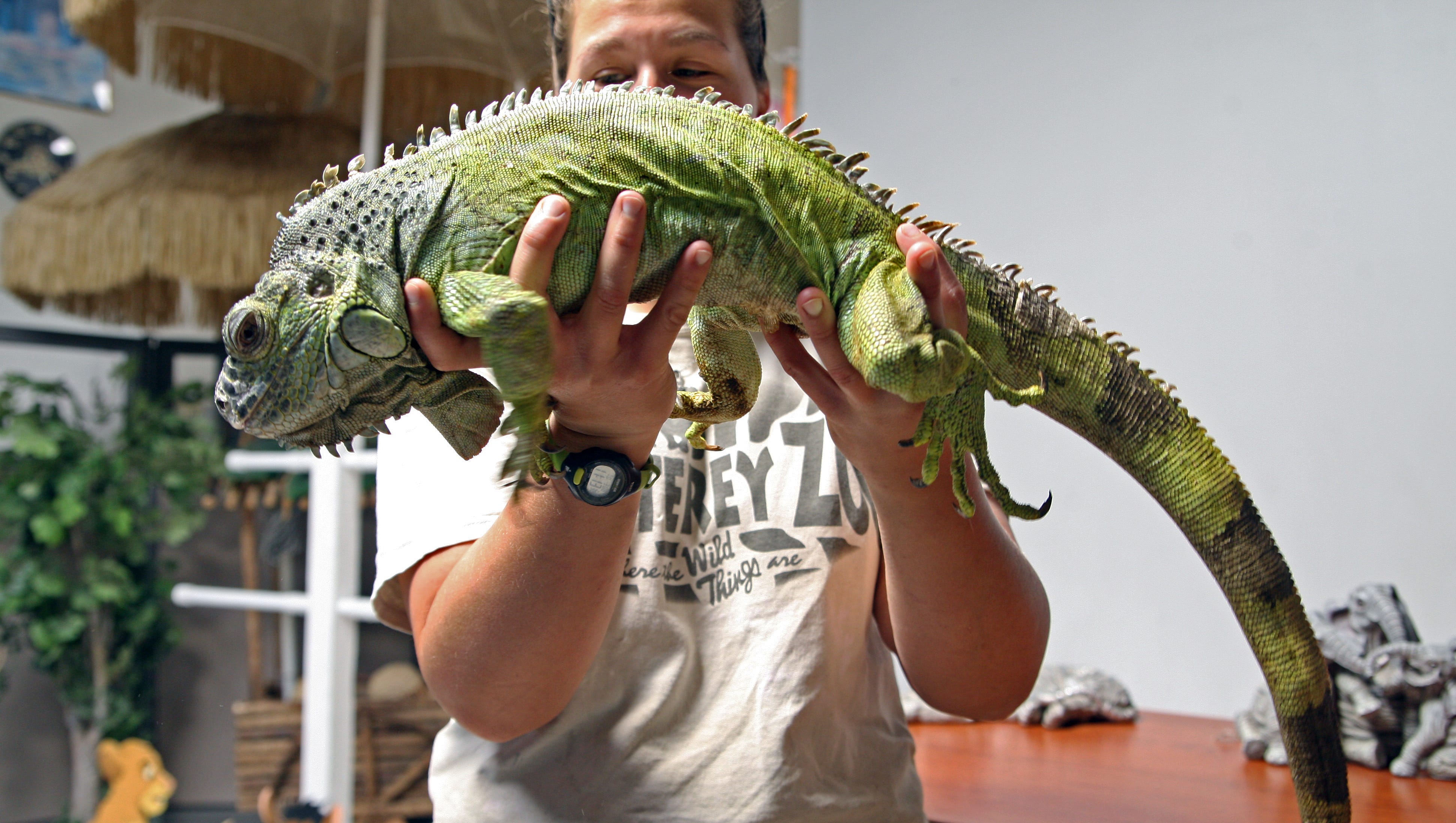 Full Grown Iguana Bite