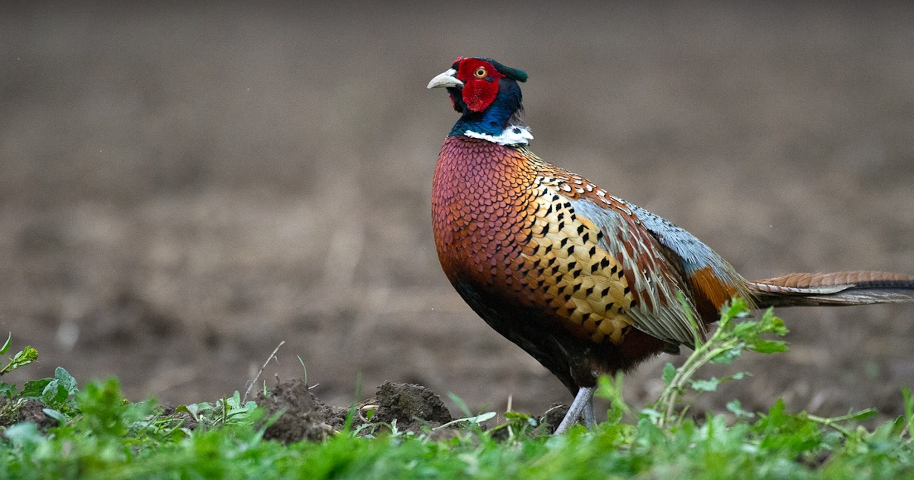Michigan's Thumb is top spot in state for pheasants
