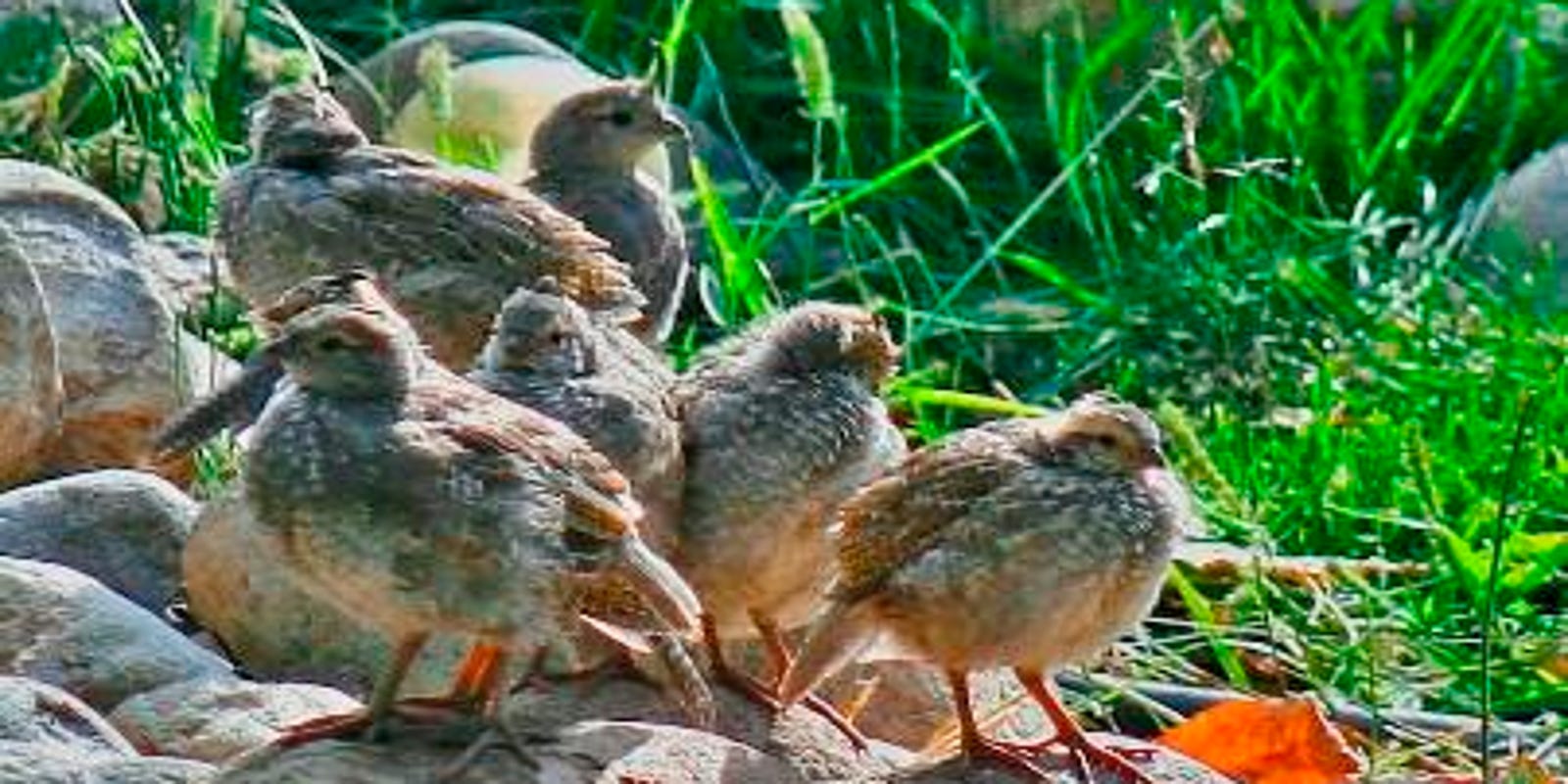 Attract California quail with birdseed, dense shrubs