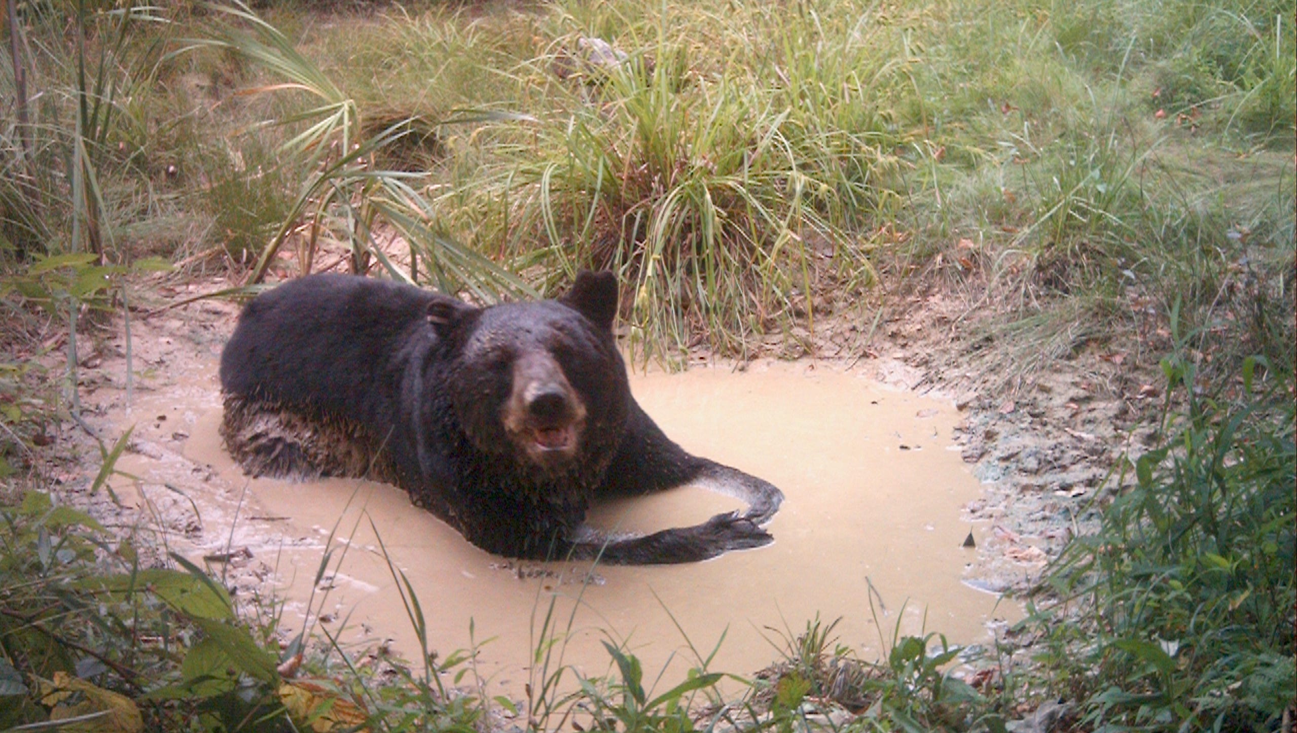 636059225119715528-YDR-SUB-080416-trailcam-01.JPG?width=3200u0026height=1680u0026fit=crop