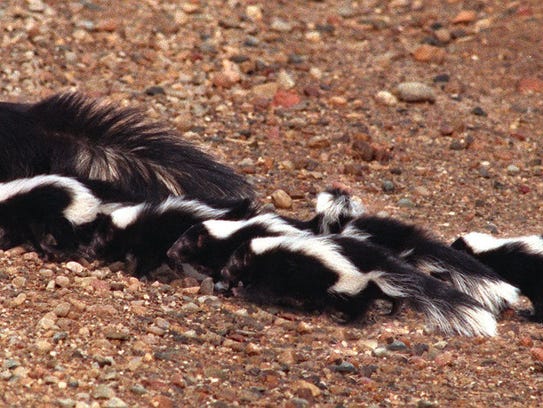 Lansing man gets second chance with rare skunk