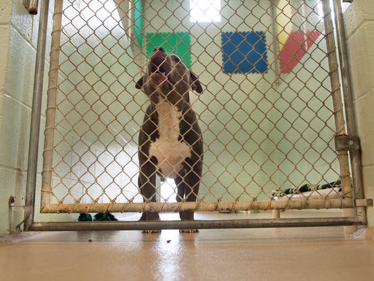 Cumberland County SPCA animal shelter may close