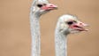 The Ostriches are ready to race during the 28th Annual