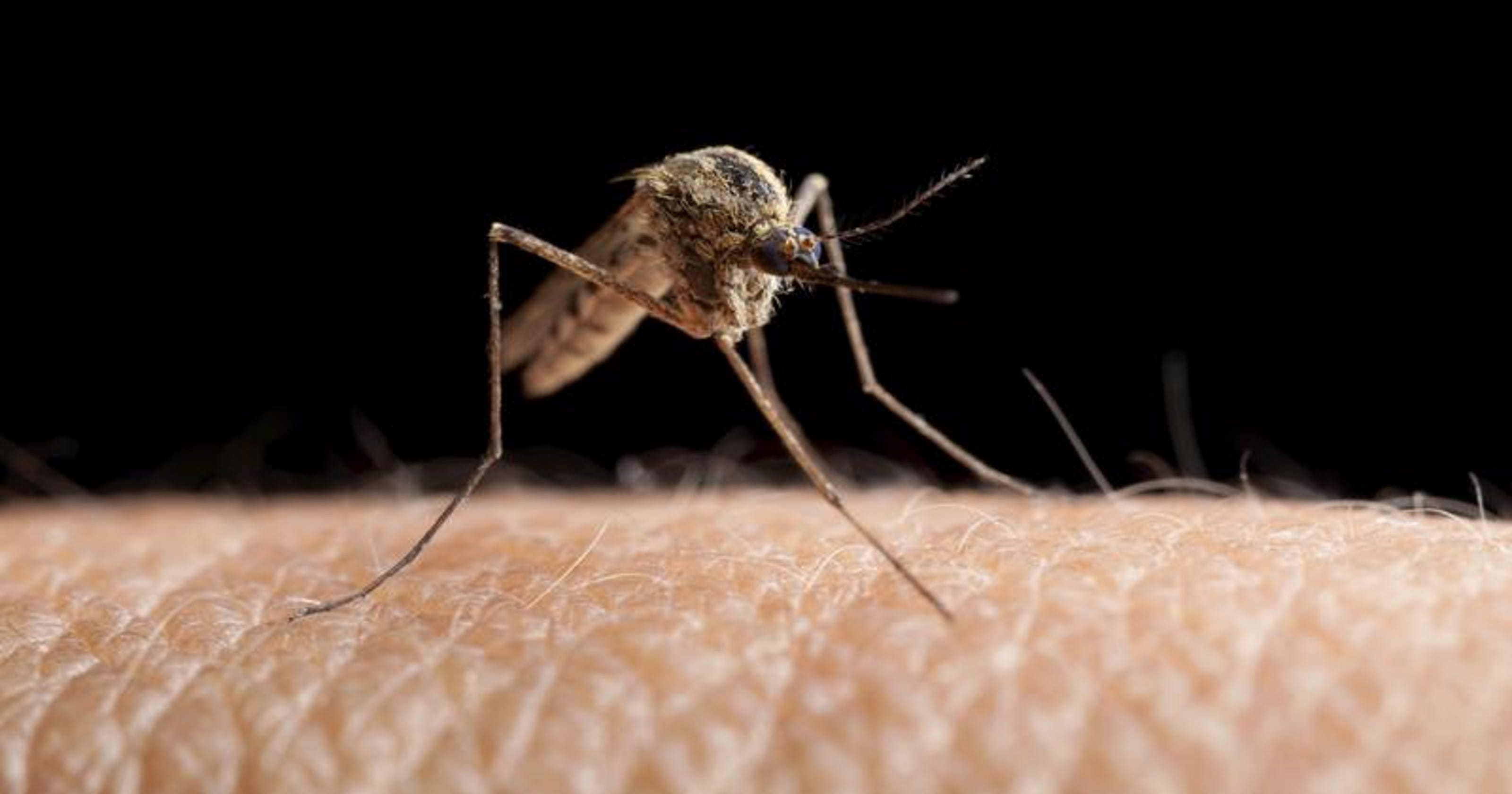 West Nile virus found in Wood, Adams counties