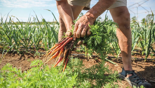 In this Wednesday May 23, 2018, photo, Matt Romero picks a batch of purple carrots at his farm in Alcalde, N.M. Romero sells a variety of produce at the Santa Fe Farmers Market and restaurants yearlong. Romero, who gets his water through the Embudo Valley’s Acequia del Llano, said the ongoing drought affecting New Mexico and parts of the West has forced farmers to take unusual steps.