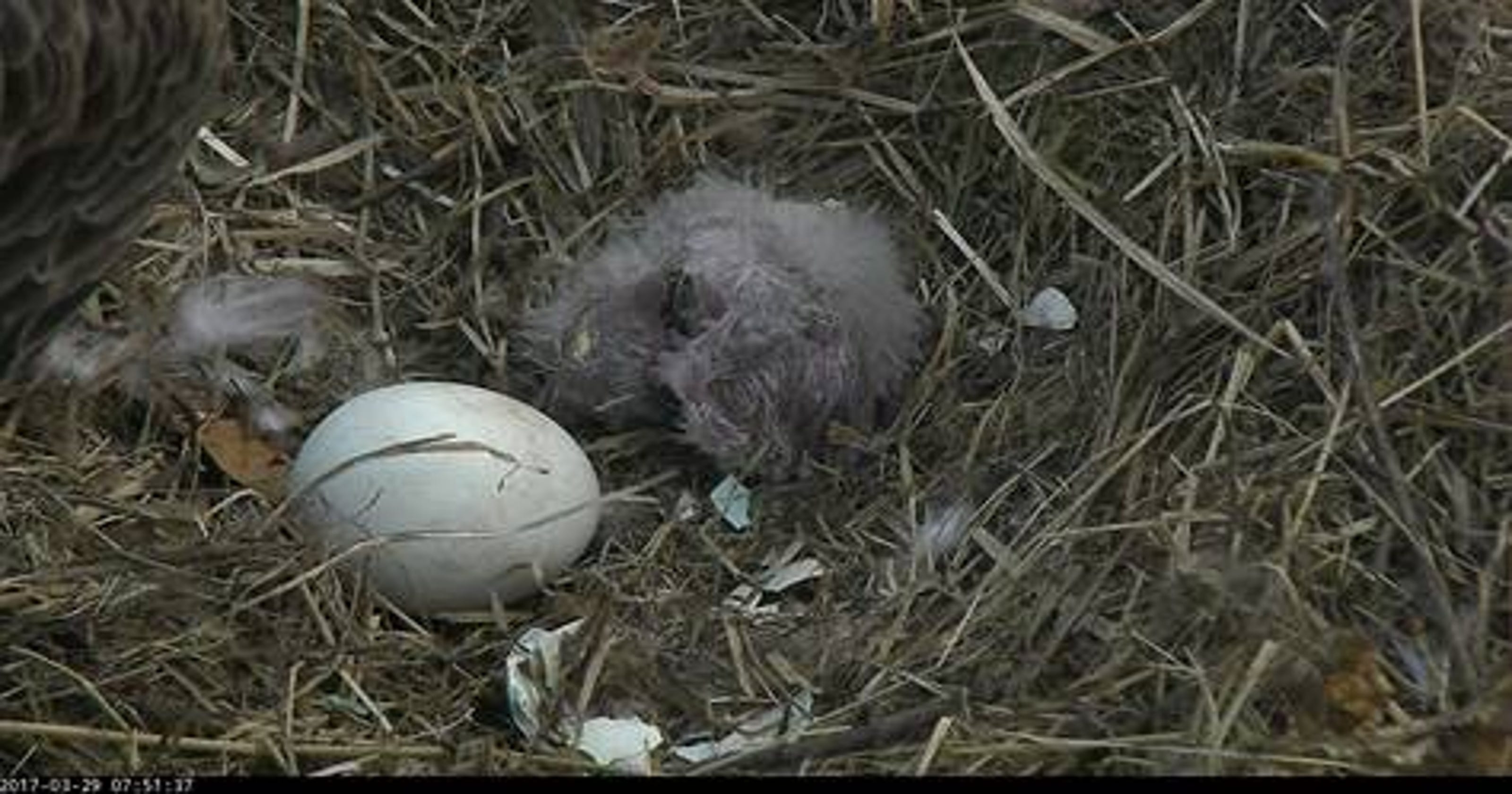 Bald eagle egg hatches at Washington, DC, nest