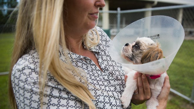 Darcy Andrade, director for domestic animal services, holds a rescued Shih Tzu on Thursday, June 29, 2017, at the Collier County Domestic Animal Services shelter in East Naples. Fifty-one dogs were rescued from a home in Golden Gate Estates. The shelter is accepting applications for adoption until 10 a.m. Saturday. The Shih Tzu underwent surgery Wednesday to have her eye removed.