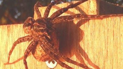 This fishing spider was found on a birdhouse in Vilas County and photographed by an official from the Wisconsin Department of Natural Resources.