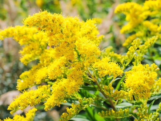 Nebraska State Flower State flowers The bloom to come after winter39s gloom