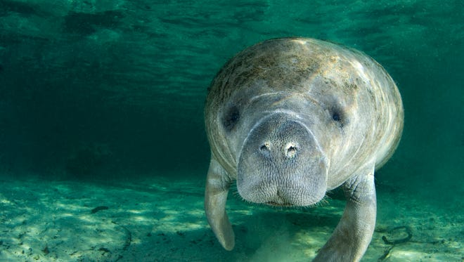 A manatee (Trichechus manatus latirostrus) swims along underwater in the springs of Crystal River, Florida