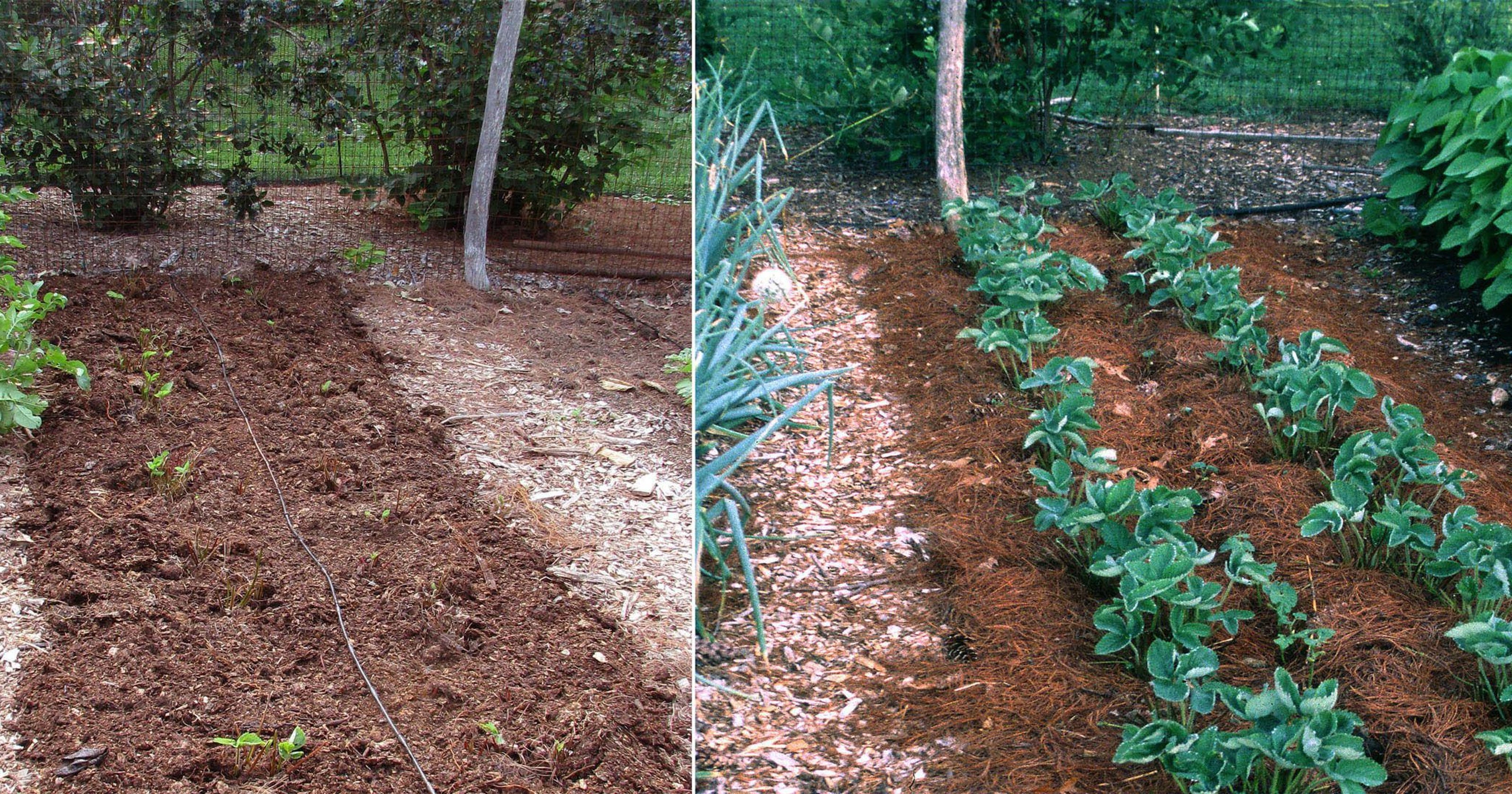 Strawberry beds get a boost from renovation