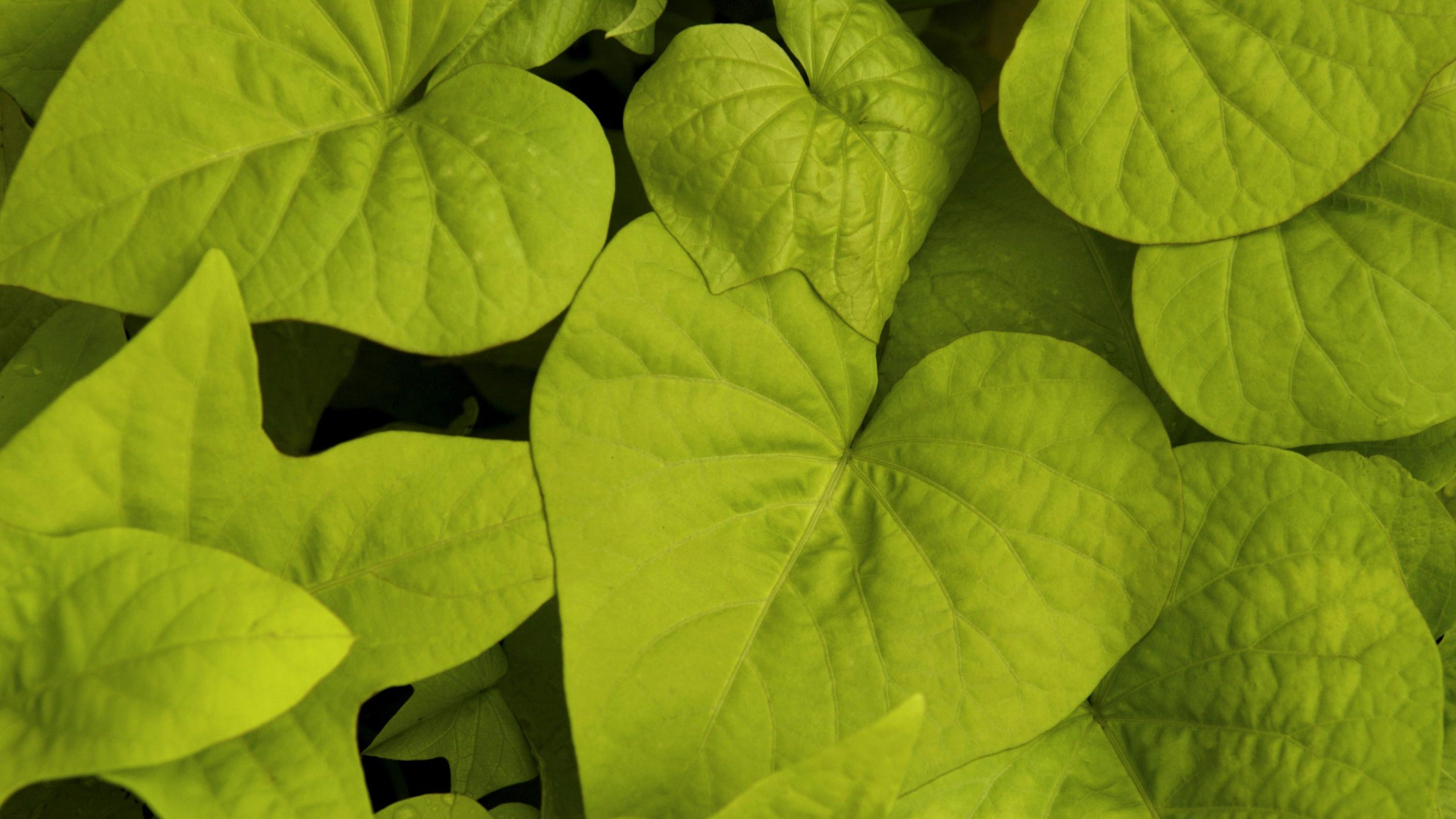 your garden will be thankful for sweet potato vines