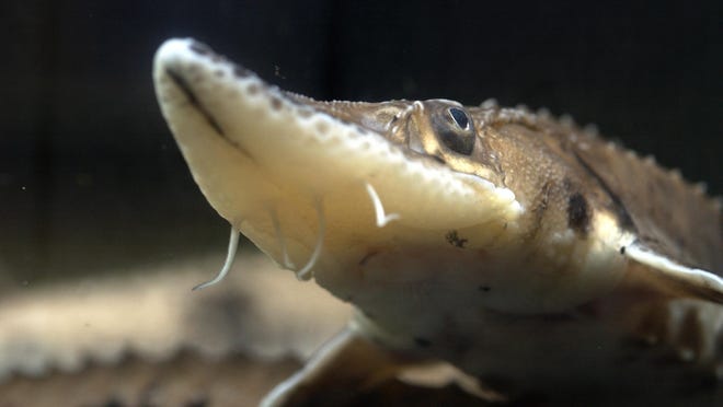 Anglers filled the six-fish lake sturgeon quota within 78 minutes of the season’s opening last Saturday morning.