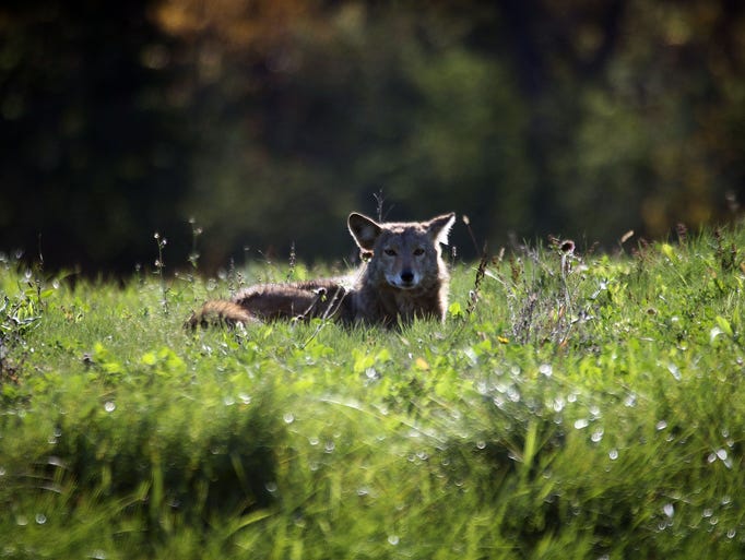 A coyote rests in the morning sun near 63rd Street