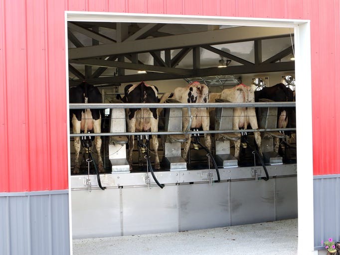 Cows at Ebert Enterprises get milked three times a