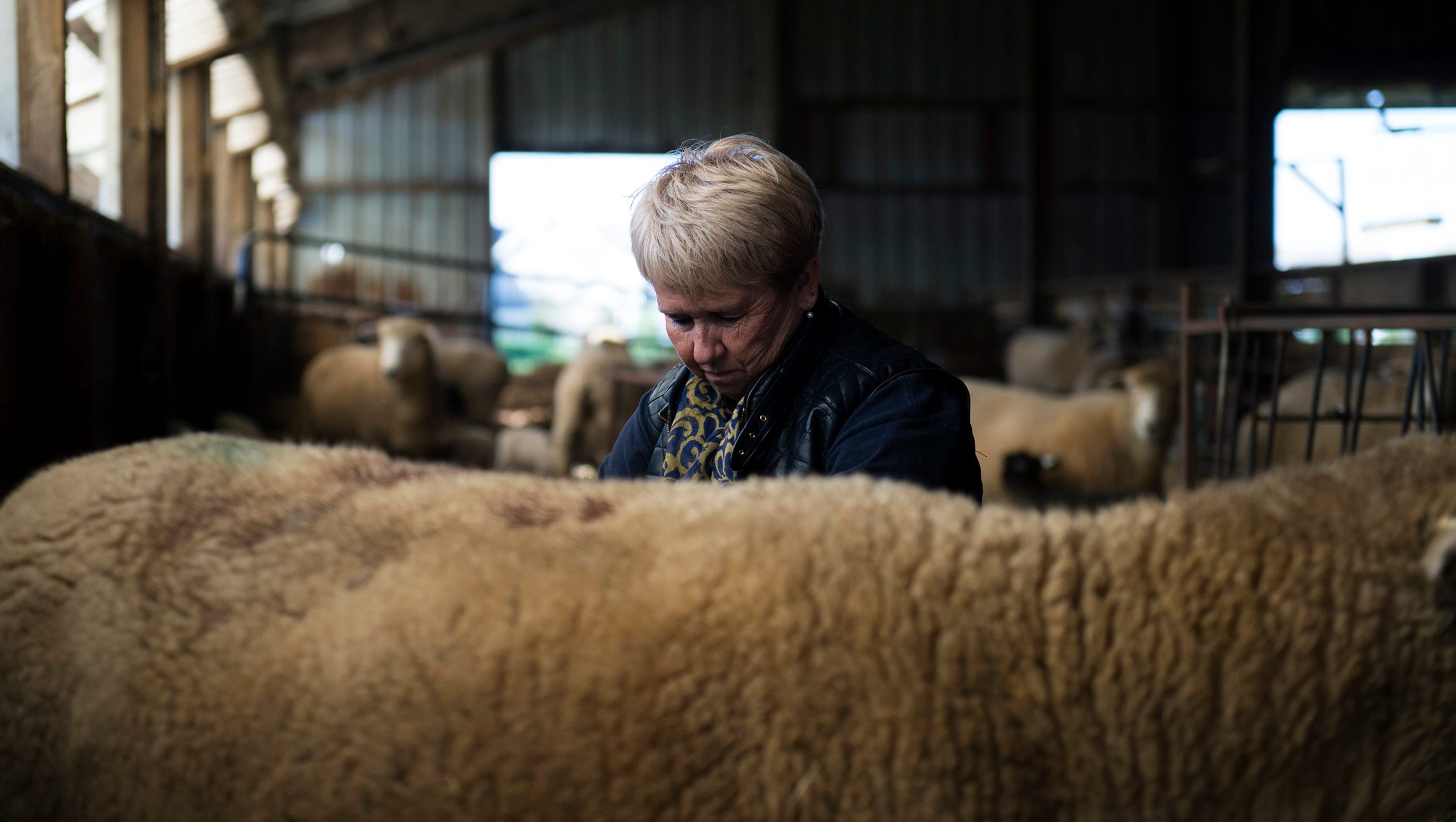 Moorestown's Little Hooves sheep farm among largest in New Jersey