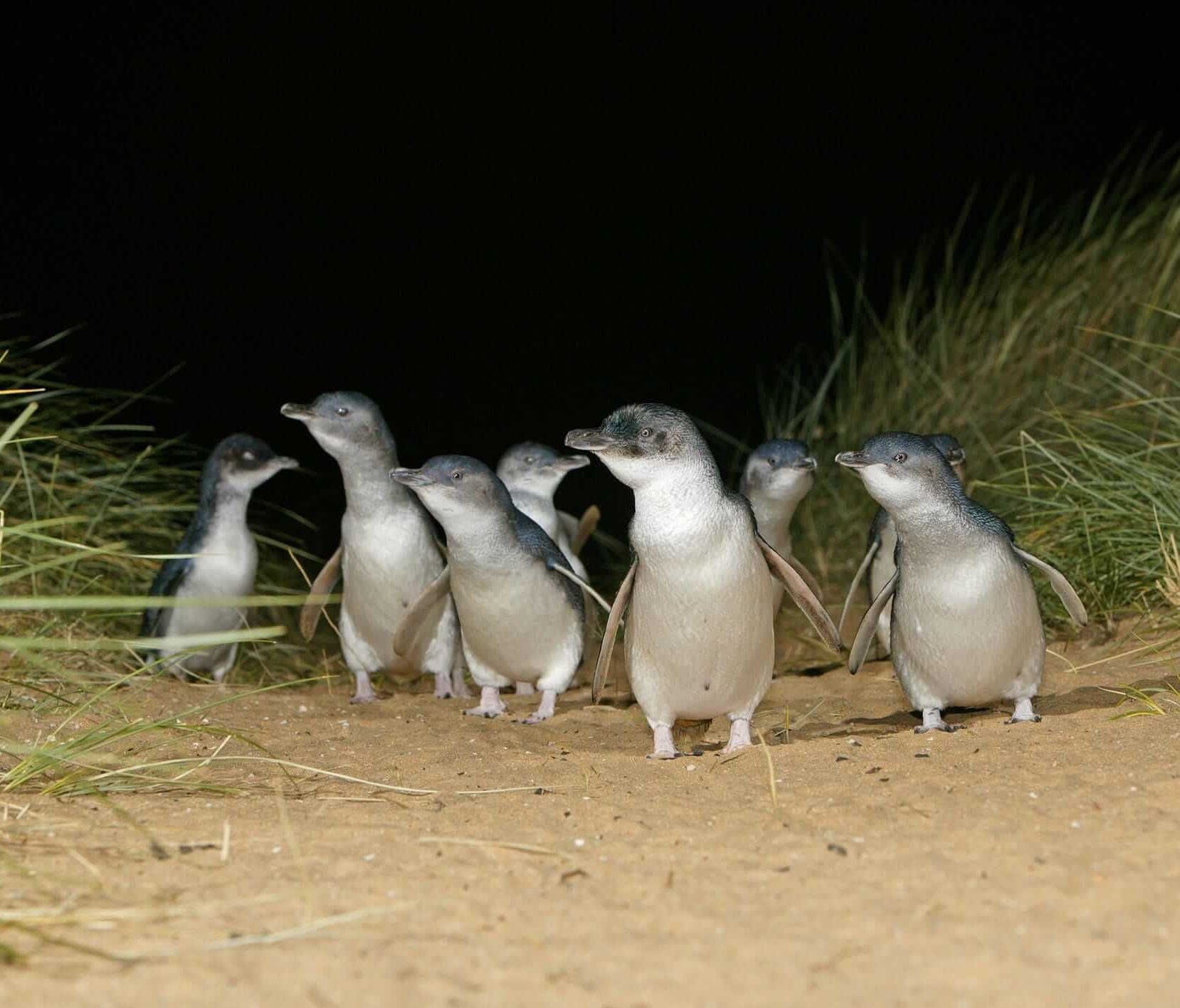 New Zealand is home to the world's smallest penguins.