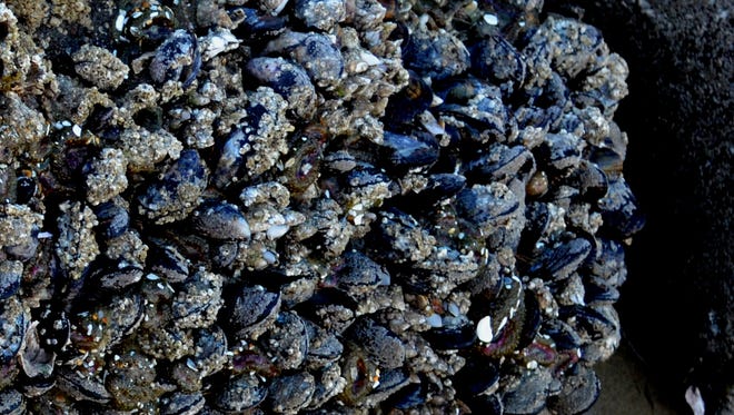 The departments of Fish and Wildlife and Agriculture have prohibited recreational mussel-gathering from Yachats south to the California border.