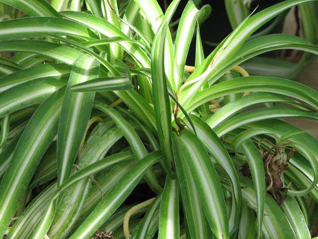 Master Gardeners How To Choose Cat Safe Houseplants