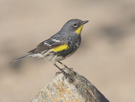 attention birders spring migration is underway attention birders spring migration is underway