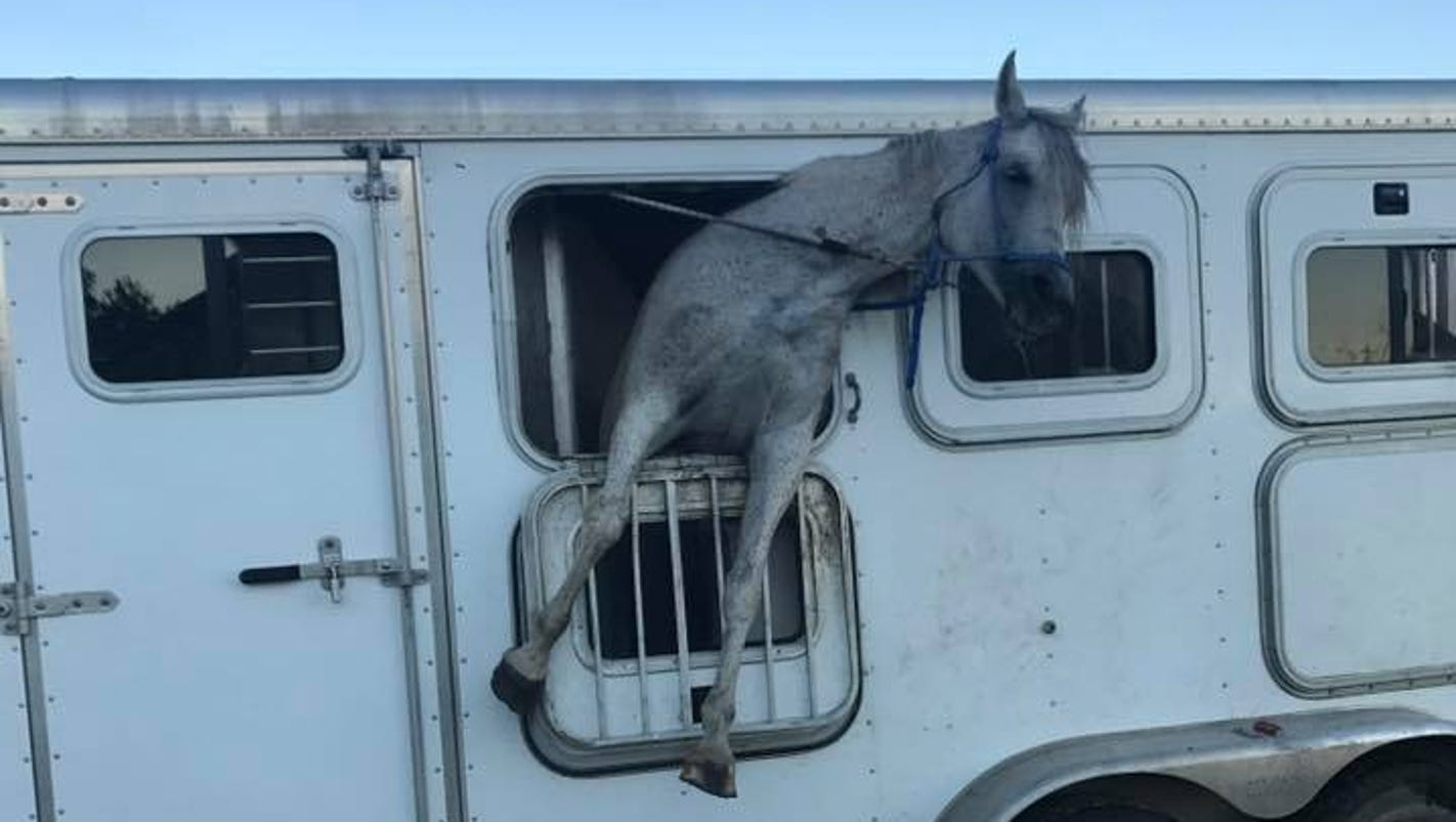 Viral video shows Iowa horse's head, front legs stuck outside trailer