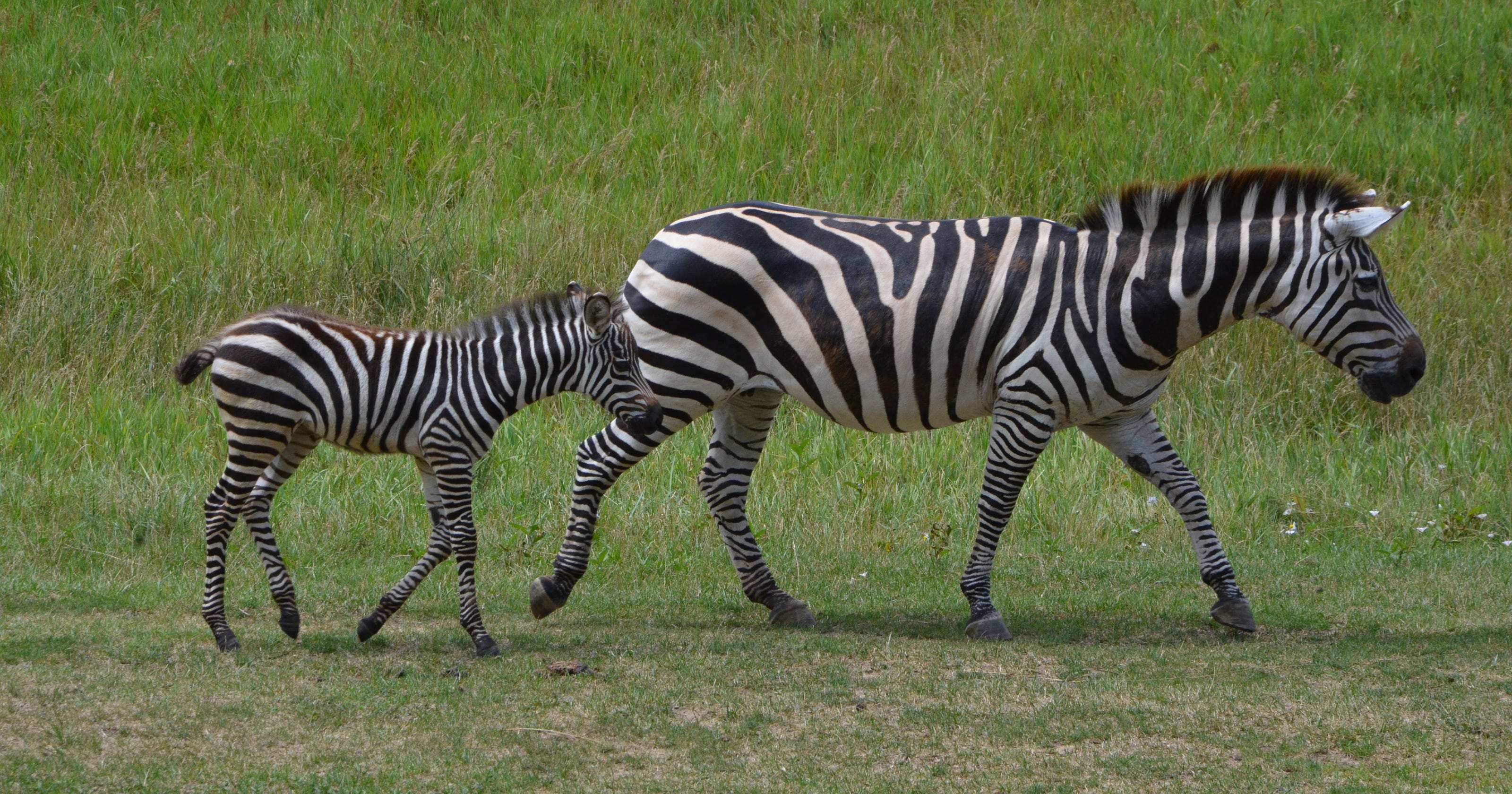 Download Baby zebra now roaming Binder Park Zoo