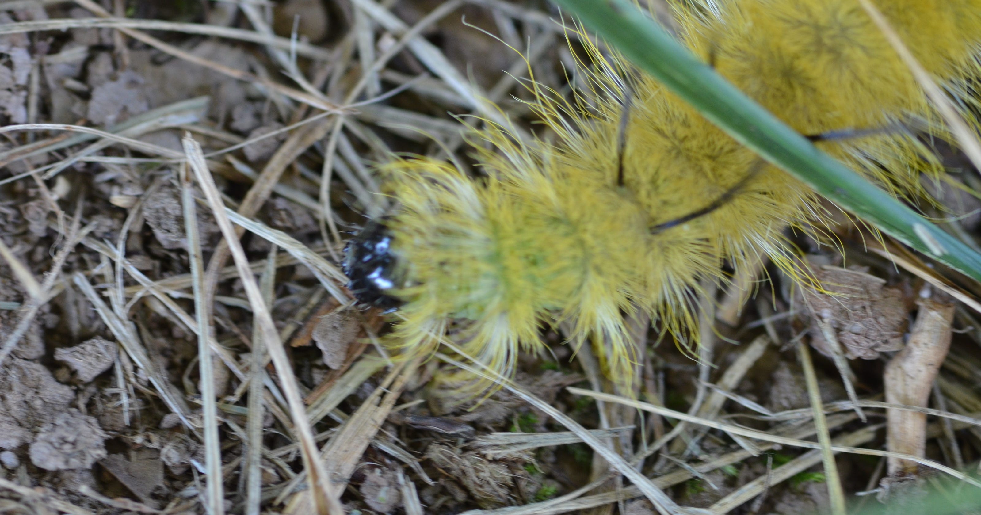 The Hidden Danger: Identifying South Carolina'S Poisonous Caterpillars - 70aq85k