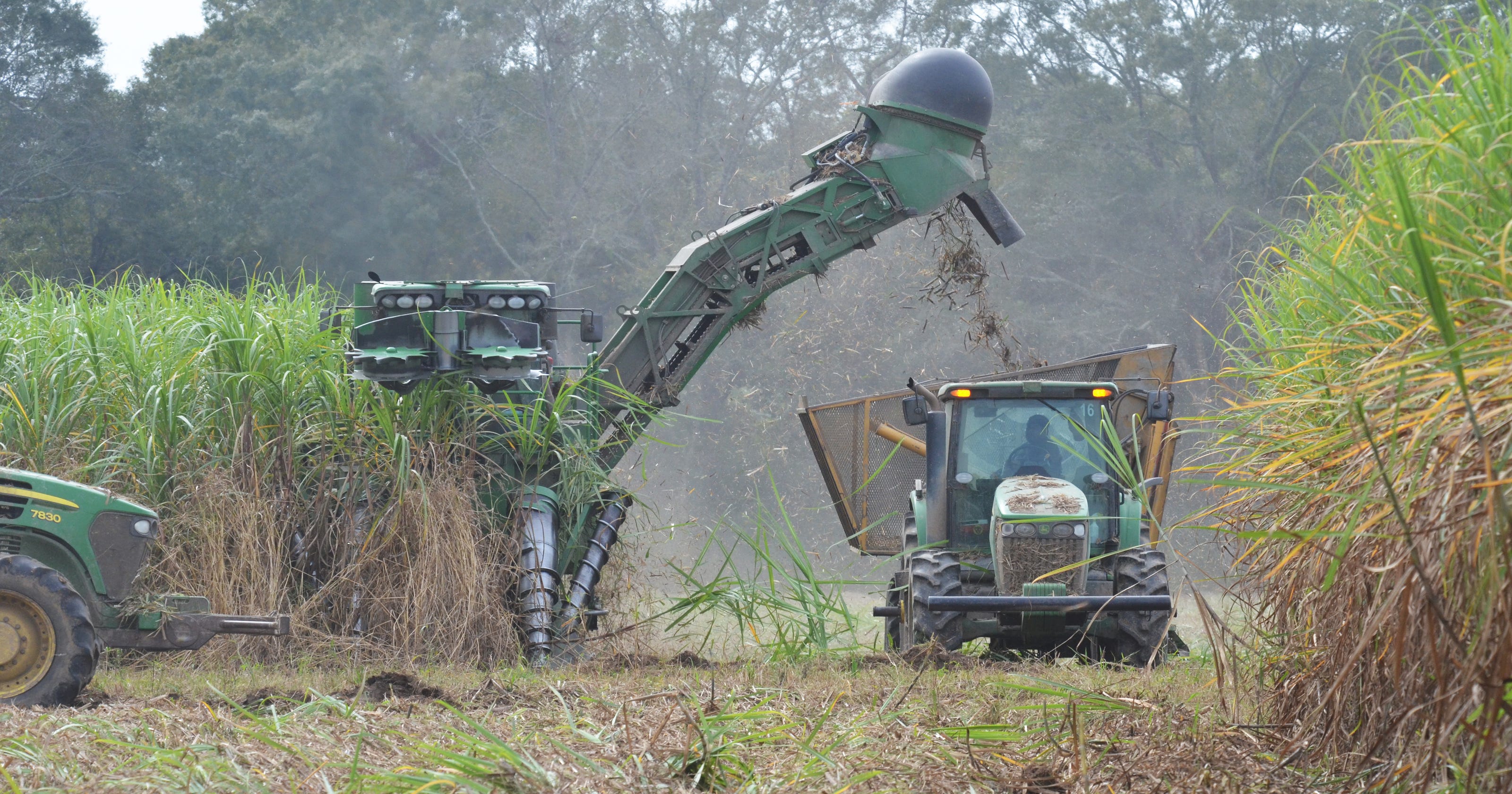 2016 sugarcane harvest sets sugar record