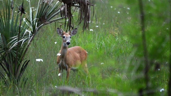 A deer stands in Corkscrew Swamp Sanctuary.