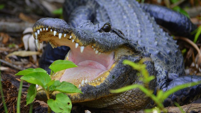 A nine-foot female alligator bellows in defense of her young. This image was originally taken in 2014.