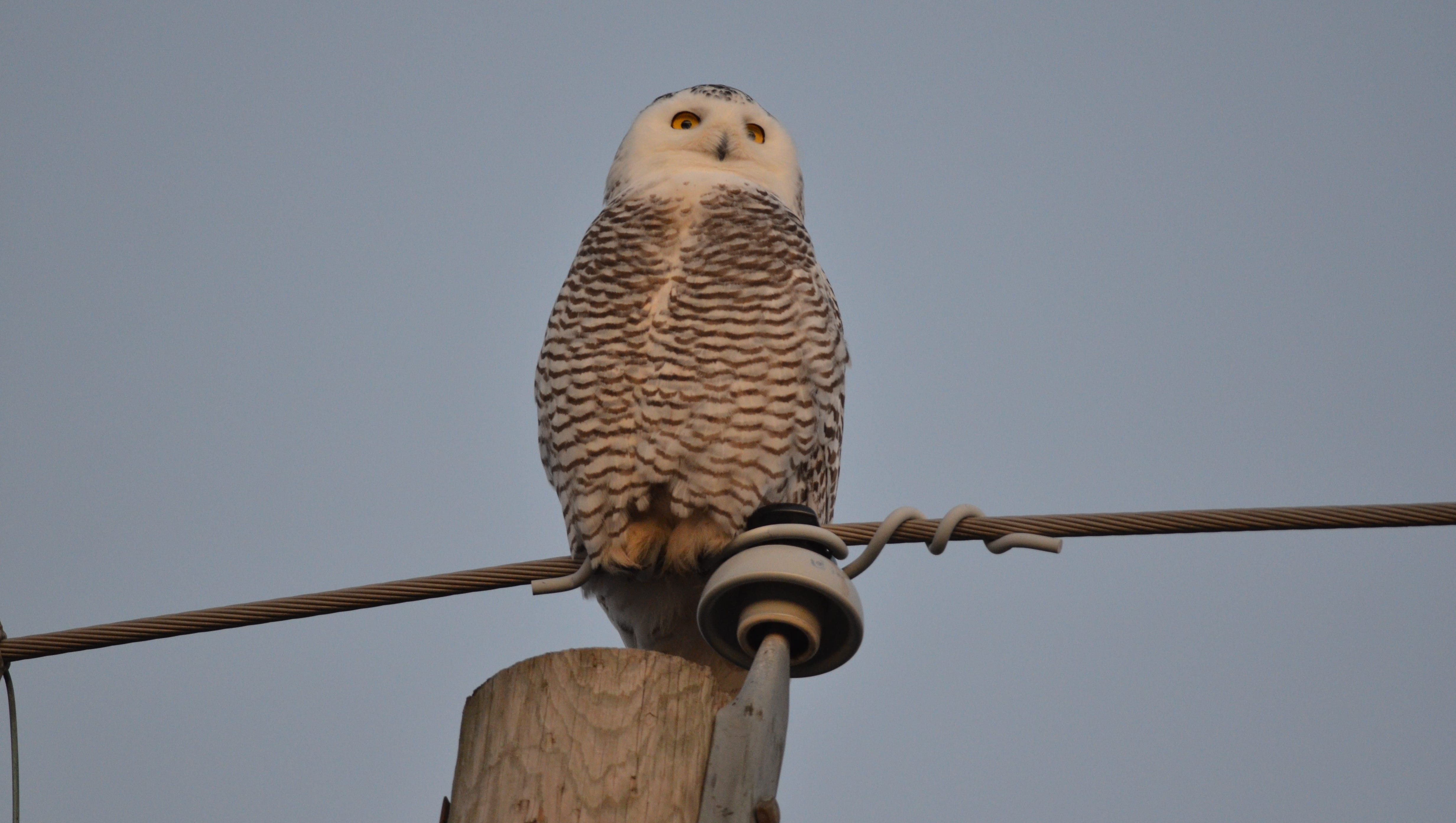Snowy owls spotted in higher numbers in Iowa this year