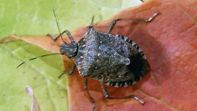 The brown marmorated stink bug is a nuisance to homeowners, but the real threat could be to crops.