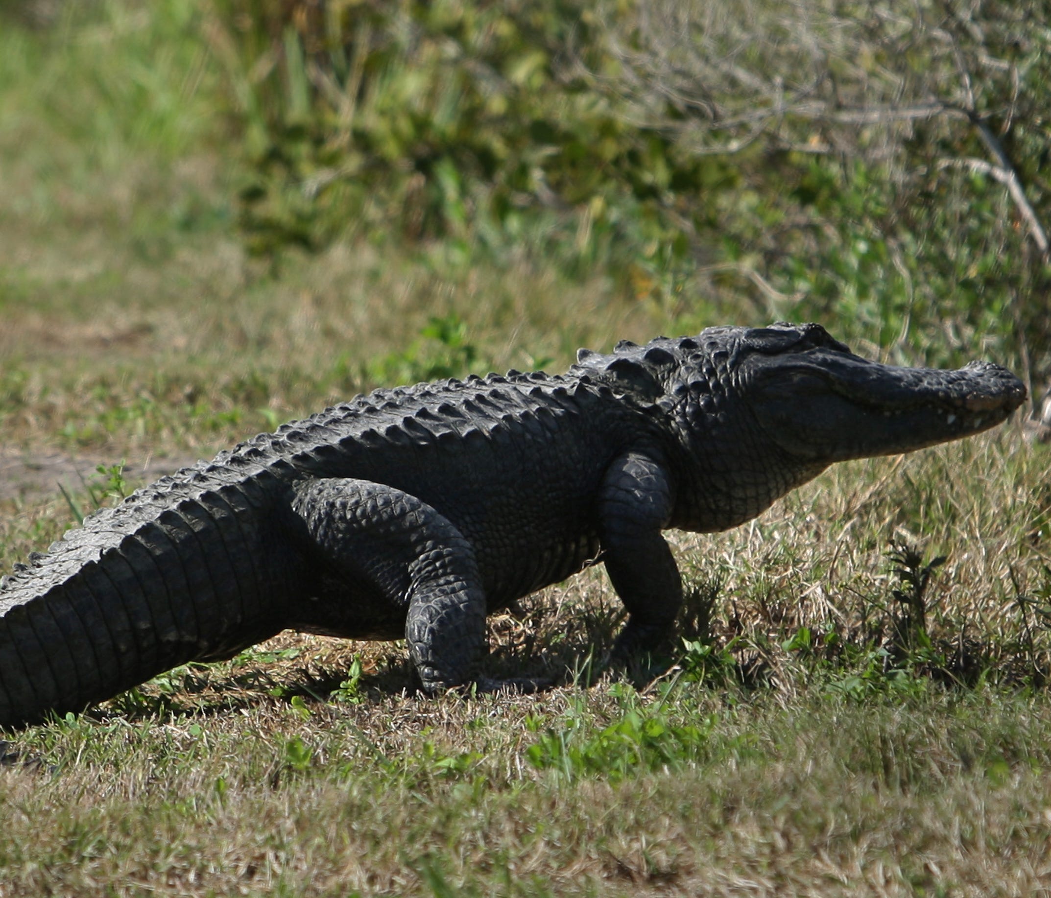 This file photo from Feb. 5, 2008, shows an alligator near  Cape Canaveral, Fla.