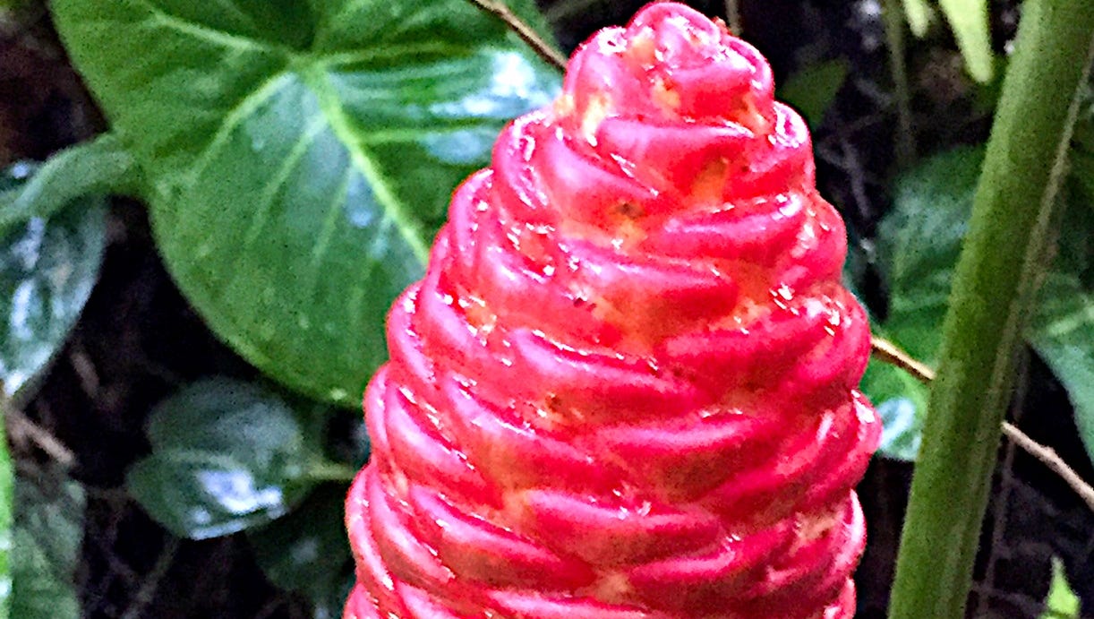 Easy To Grow Exotica The Pinecone Ginger Easy To Grow Exotica The Pinecone Ginger