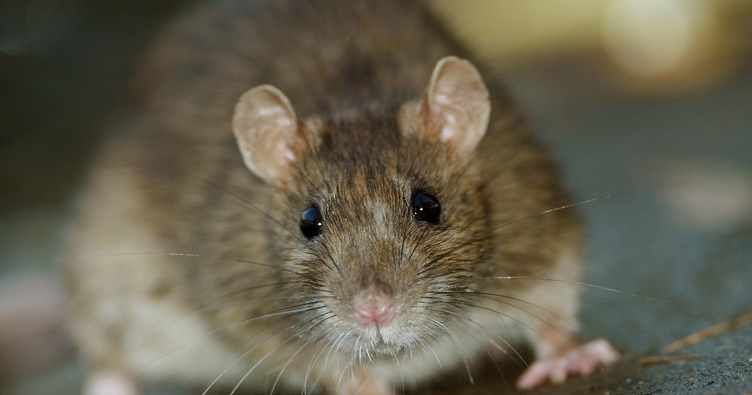 Wauwatosa Is Trying To Solve Its Rat Problems