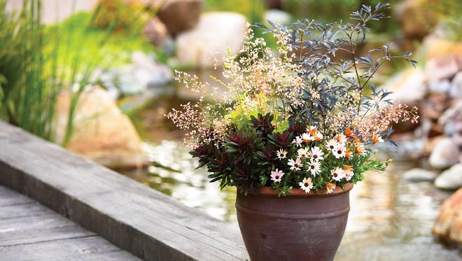 A Black Lace fall container (Black Lace is an elderberry) contains stems mixed with perennials and annuals that still look good in fall - heuchera, euphorbia and osteosperumum (daisy).