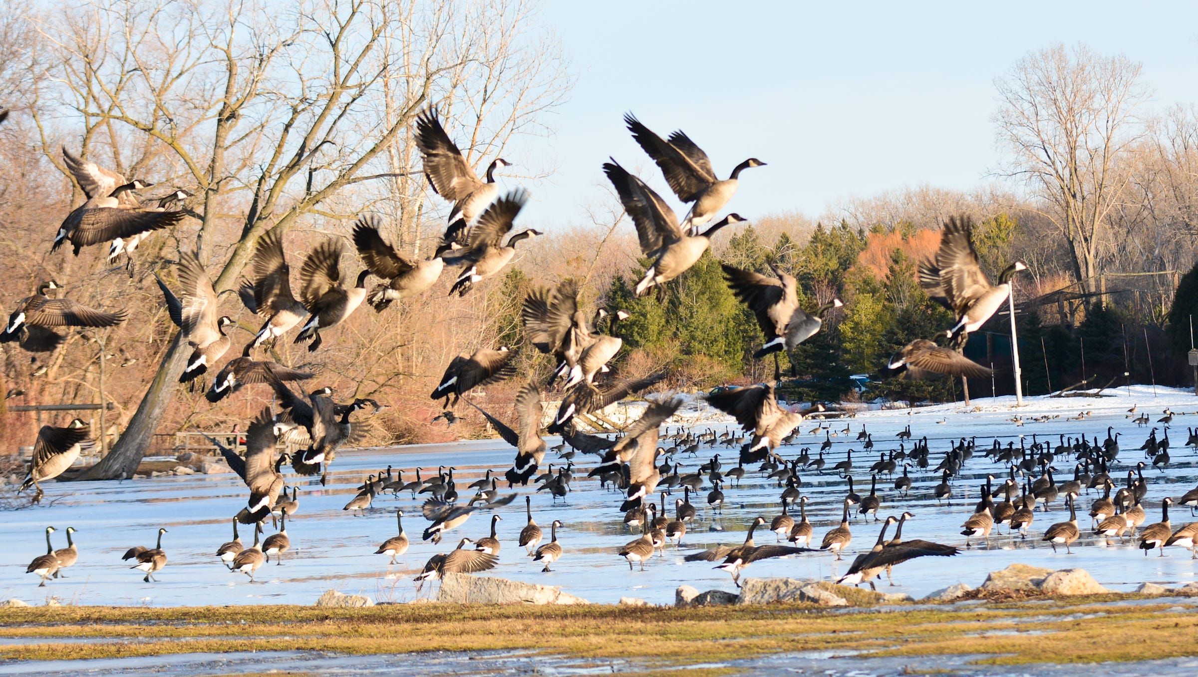 Green Bay S Favorite Place Bay Beach Wildlife Sanctuary Migration Birds Waterfowl