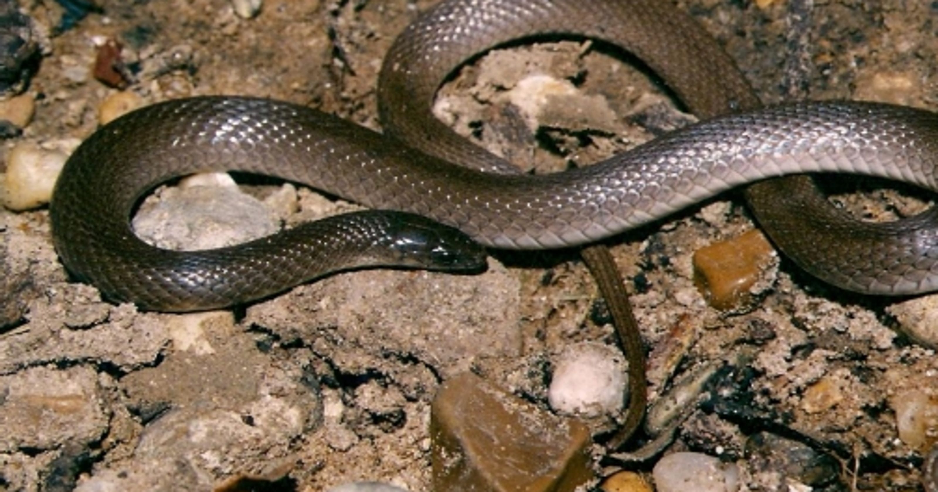 Wild About Texas Rough Earthsnakes common in eastern parts of Texas
