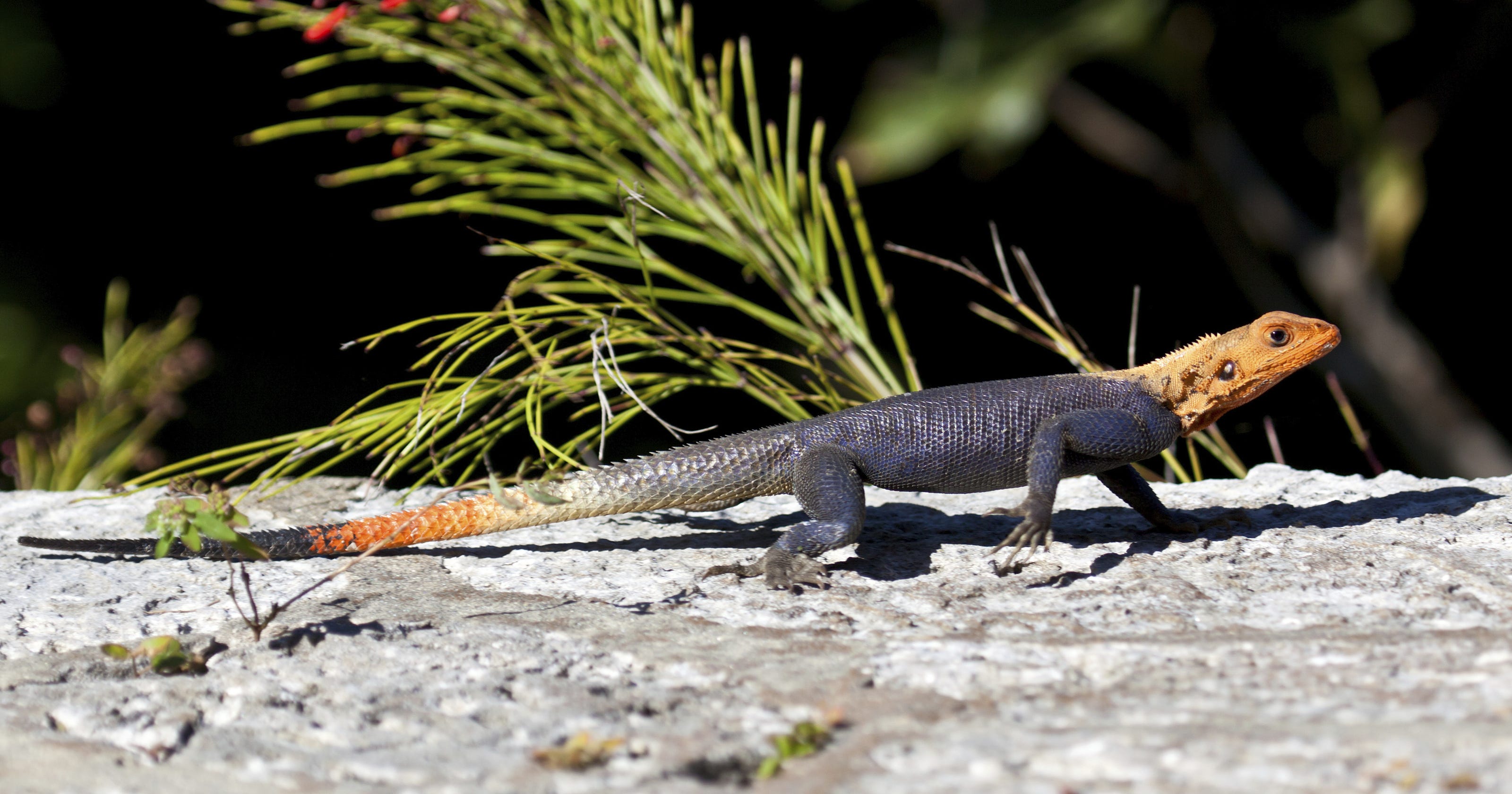 Wild File Redhead Agama Went From Africa To Florida