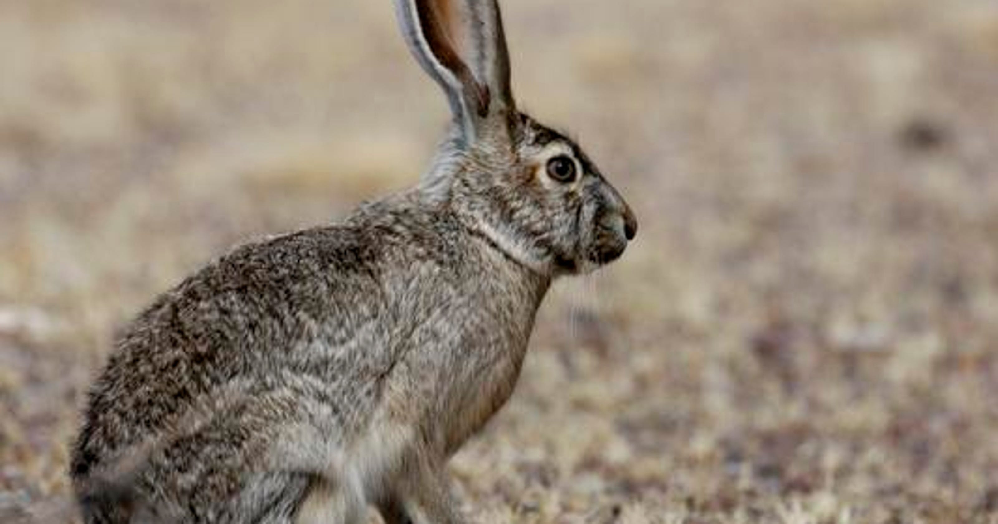 Wild file Blacktailed jack rabbit