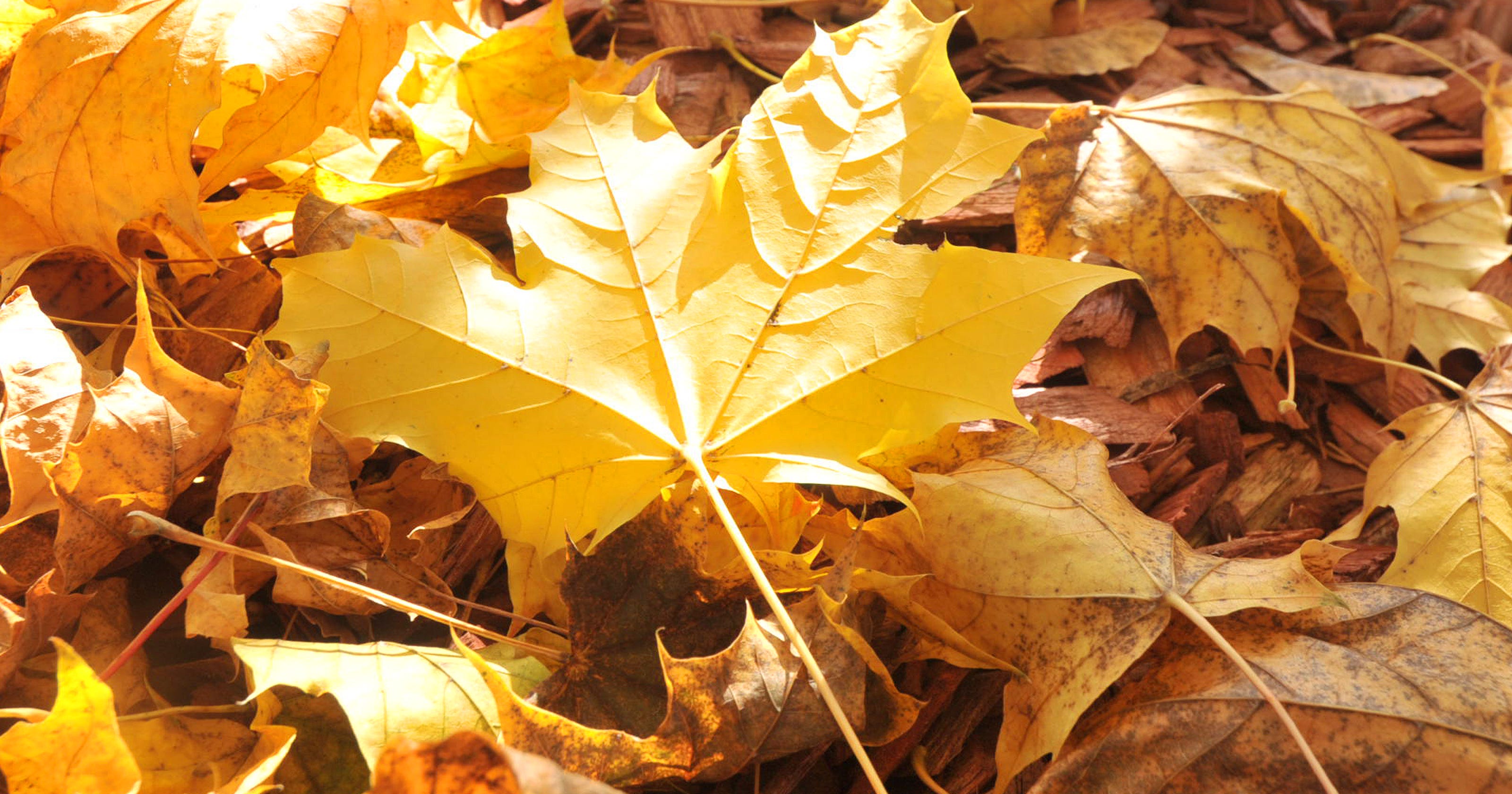 Wausau leaf pickup Dates for leaf pickup in your neighborhood
