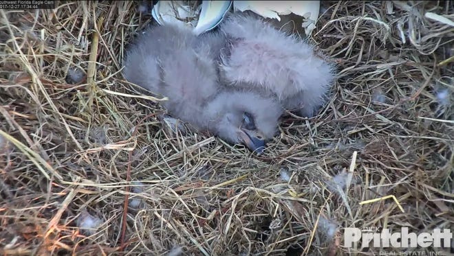 Eaglets Growing Flapping Their Wings Eaglets Growing Flapping Their Wings