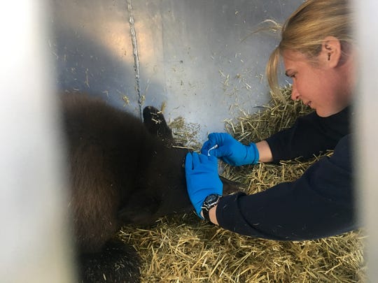 Biologist Heather Reich puts eyedrops in the eyes of