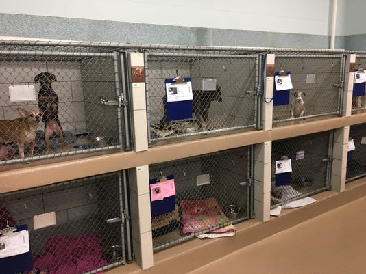 Animal shelter sees increases in runaway pets around July 4th