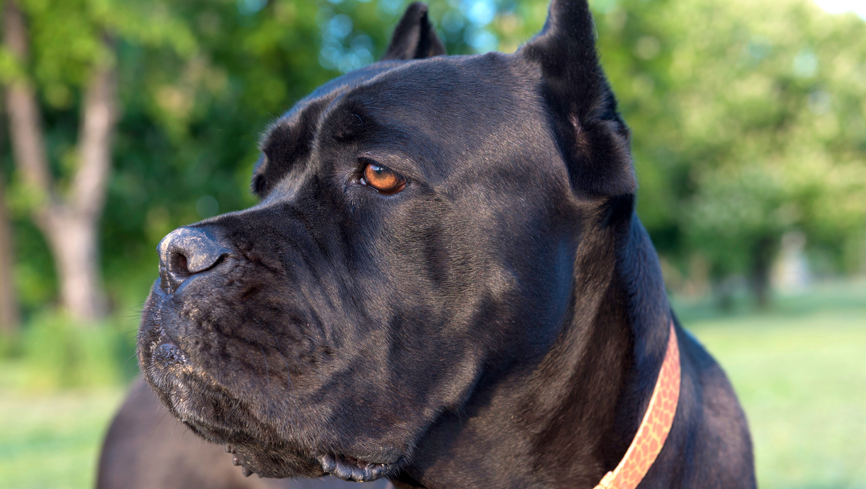 Cane Corso is most searched for dog breed in Delaware, study finds