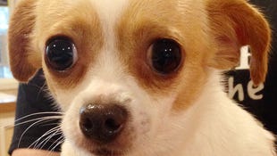 Leia is a 1-year-old chihuahua that needs emergency surgery.