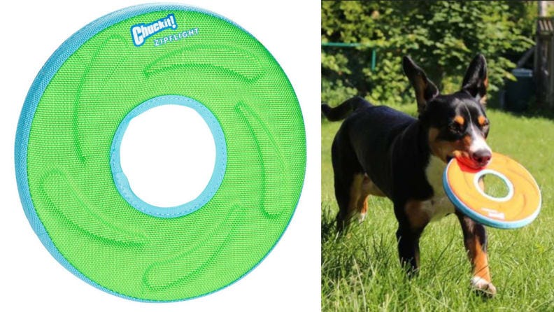 petsmart frisbee
