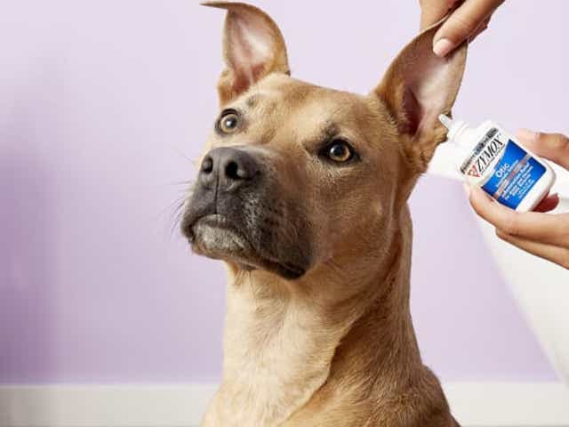 Best Dog Products 2022